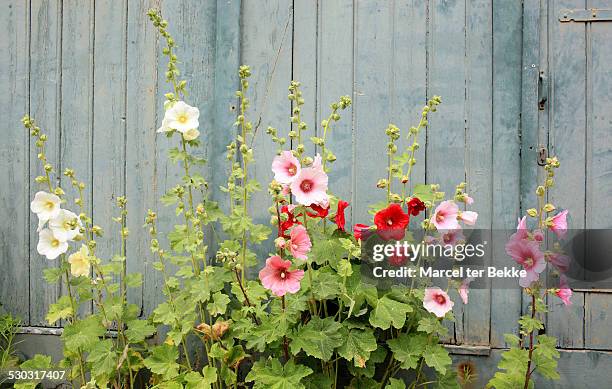 hollyhocks in front of an old house - hollyhock stock pictures, royalty-free photos & images