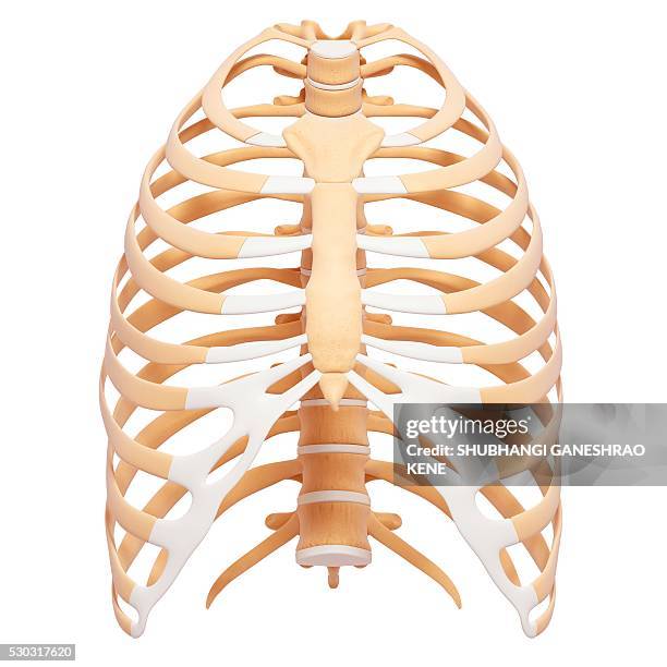 human ribcage, computer artwork. - human ribcage stock pictures, royalty-free photos & images