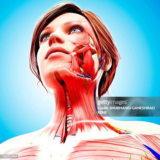 female anatomy, computer artwork. - platysma stockfoto's en -beelden