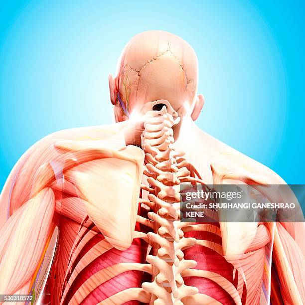 Human Back Inwards 620 Human Anatomy Back View Organs Stock Photos, High-Res Pictures, and ...