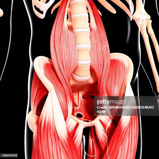 human musculature, computer artwork. - hip body part stock pictures, royalty-free photos & images