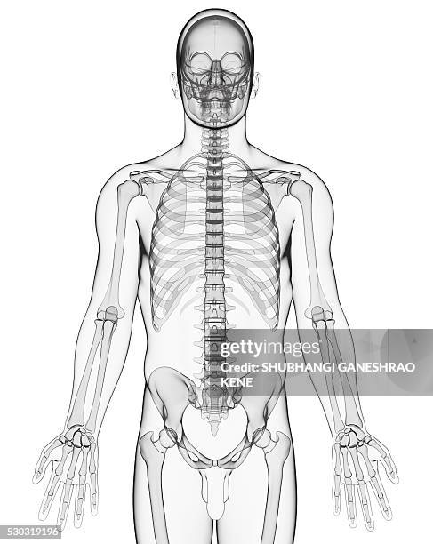 Human Computer Skeleton Human Skeleton Computer Artwork High-Res Stock Photo - Getty Images