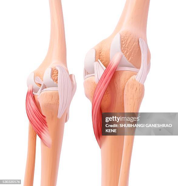 220 Back Of Knee Close Up Stock Photos, High-Res Pictures, and
