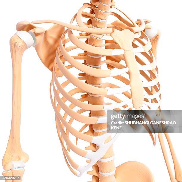 human skeleton, computer artwork. - human rib cage stock pictures, royalty-free photos & images