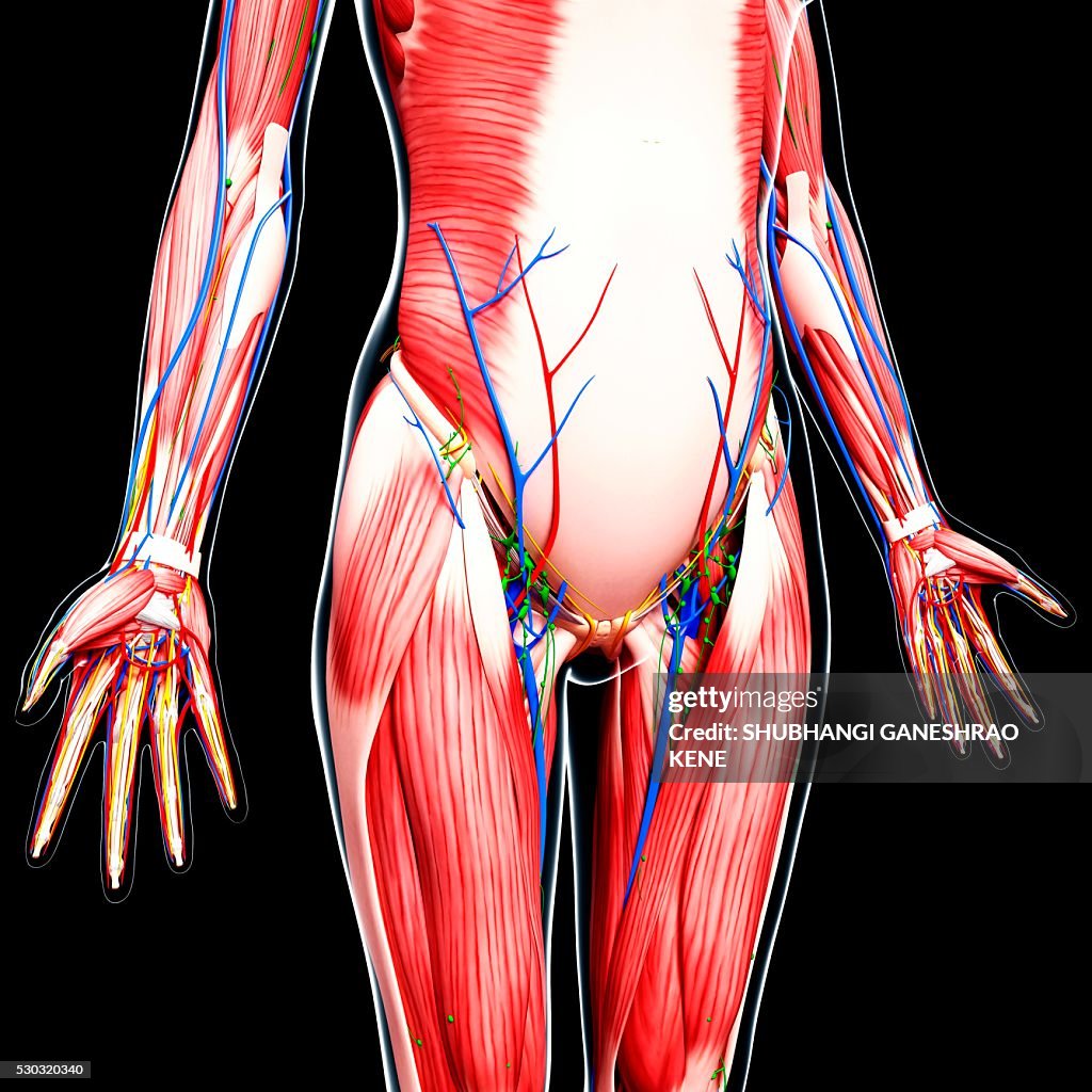 Human anatomy, computer artwork.