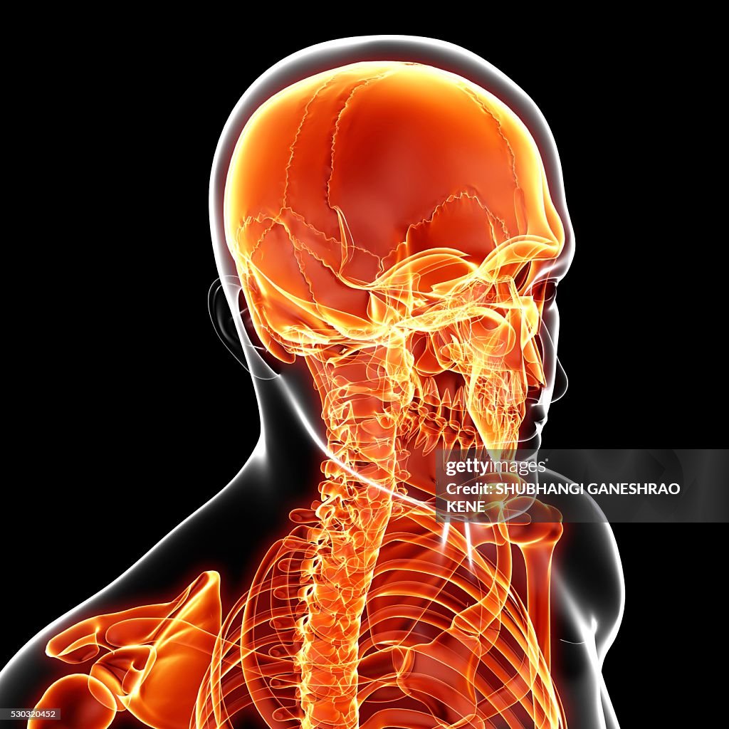 Human Computer Skeleton Human Skeleton Computer Artwork High-Res Stock Photo - Getty Images