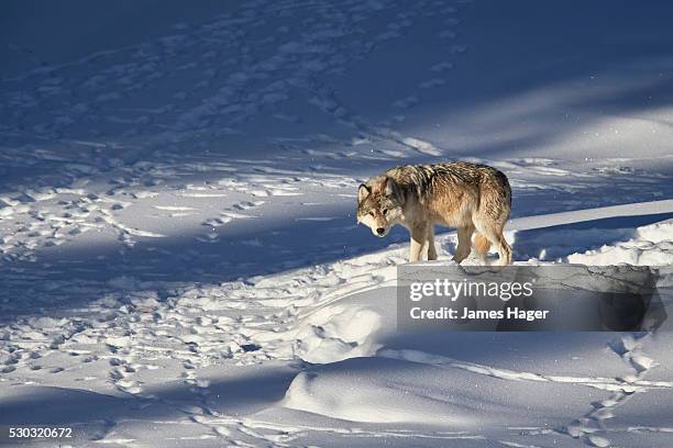 gray wolf (canis lupus) 870f of the junction butte pack in the winter, yellowstone national park, wyoming, united states of america, north america - wolf 870f - fotografias e filmes do acervo