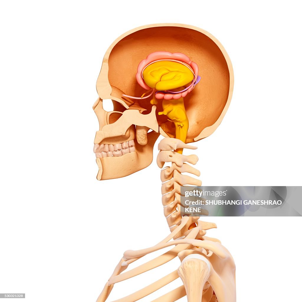 Human anatomy, computer artwork.