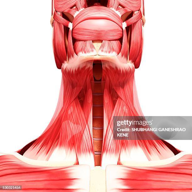 Anatomy Of Neck Muscles Photos and Premium High Res Pictures Biology Diagrams