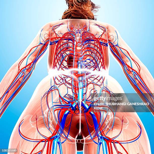 female cardiovascular system, computer artwork. - vena cava vena humana fotografías e imágenes de stock