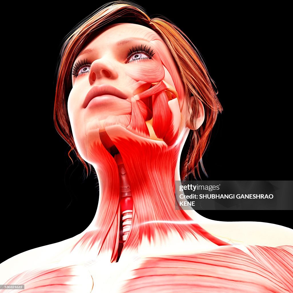 Female head musculature, computer artwork.
