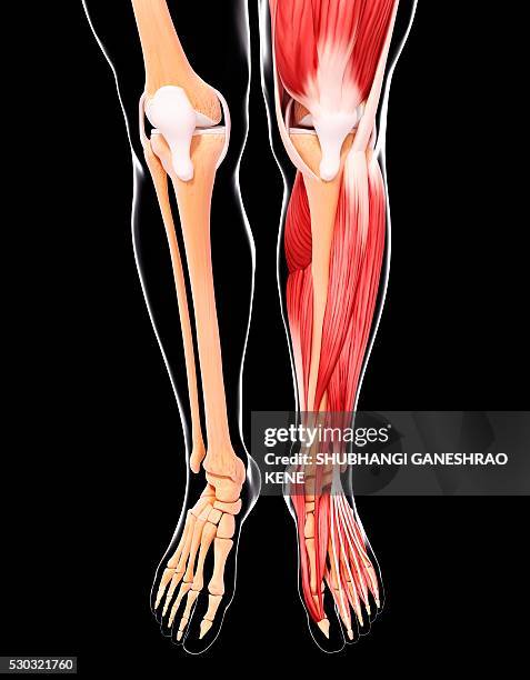 human leg musculature, computer artwork. - tibialis anterior muscle stock-fotos und bilder