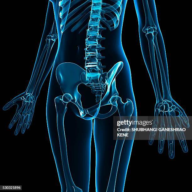 Human Computer Skeleton Human Skeleton Computer Artwork High-Res Stock Photo - Getty Images