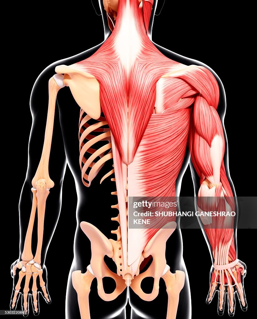 Human musculature, computer artwork.