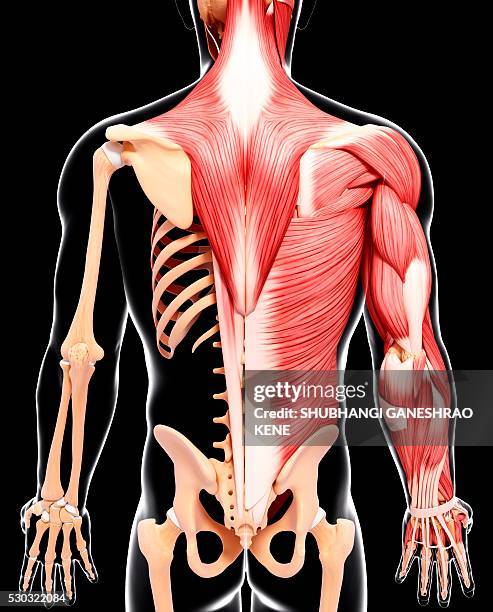 Human Musculature Computer Artwork, 照片檔