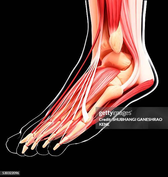 human foot musculature, computer artwork. - tendon stock pictures, royalty-free photos & images