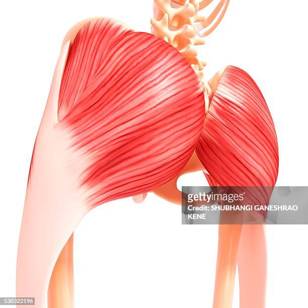 human hip musculature, computer artwork. - hip body part stock pictures, royalty-free photos & images