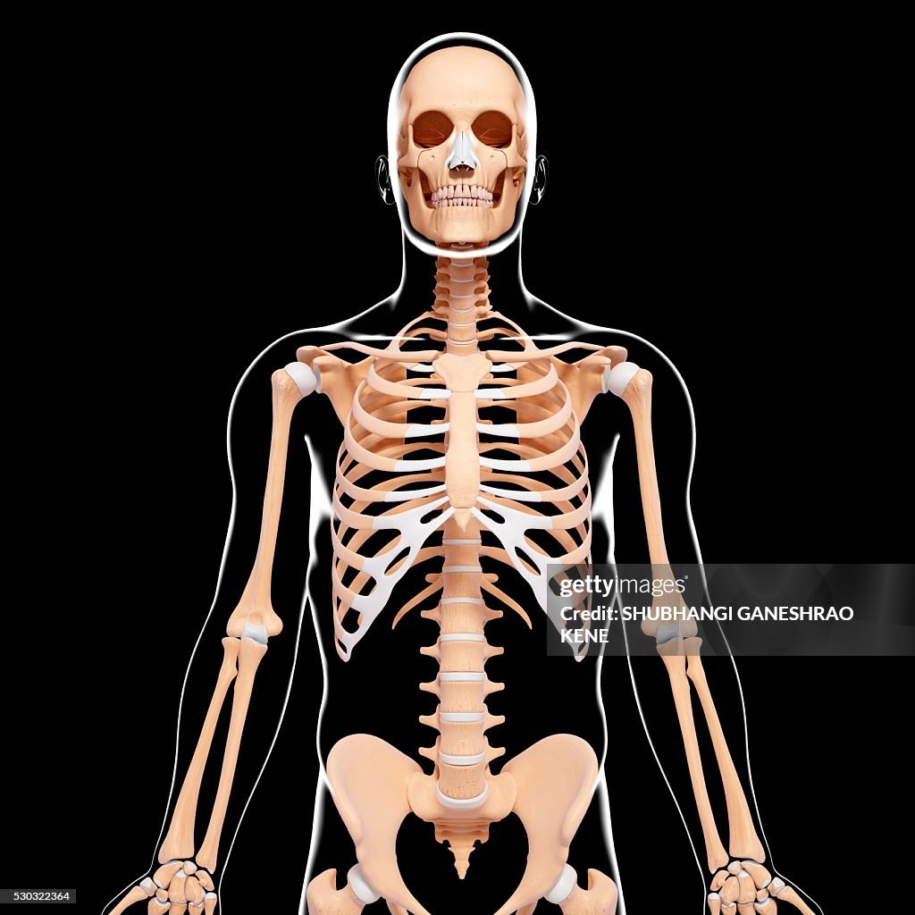 Human skeleton, computer artwork.
