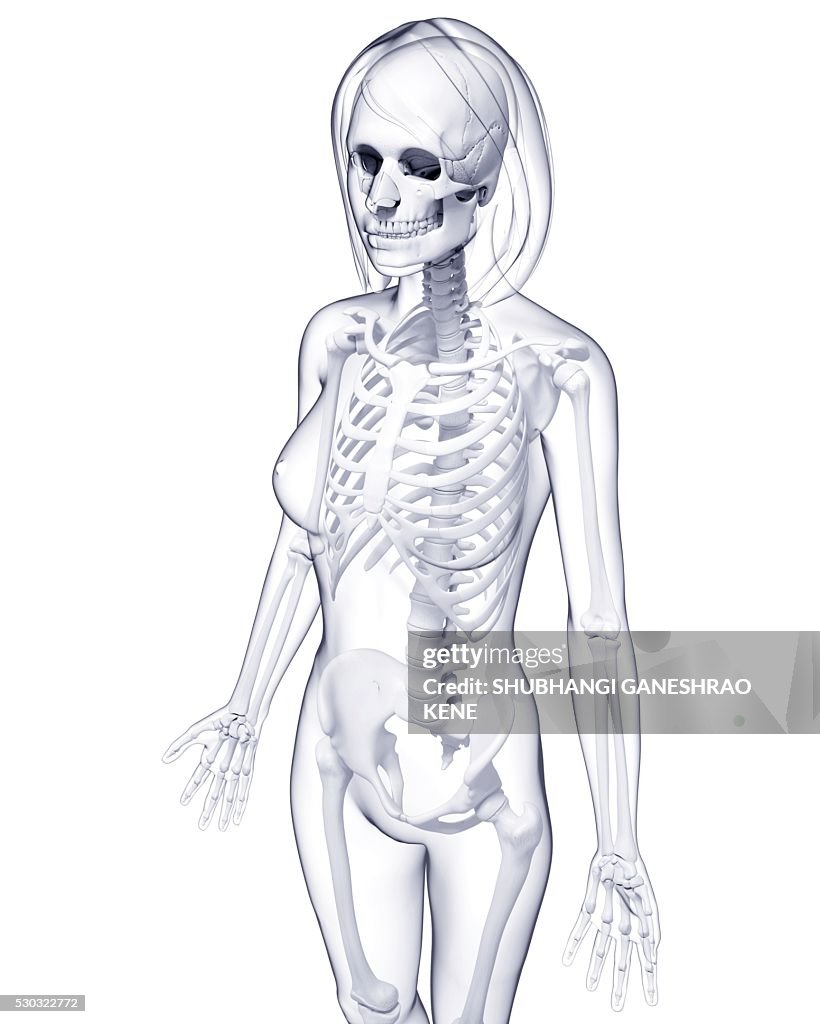 Female skeleton, computer artwork.