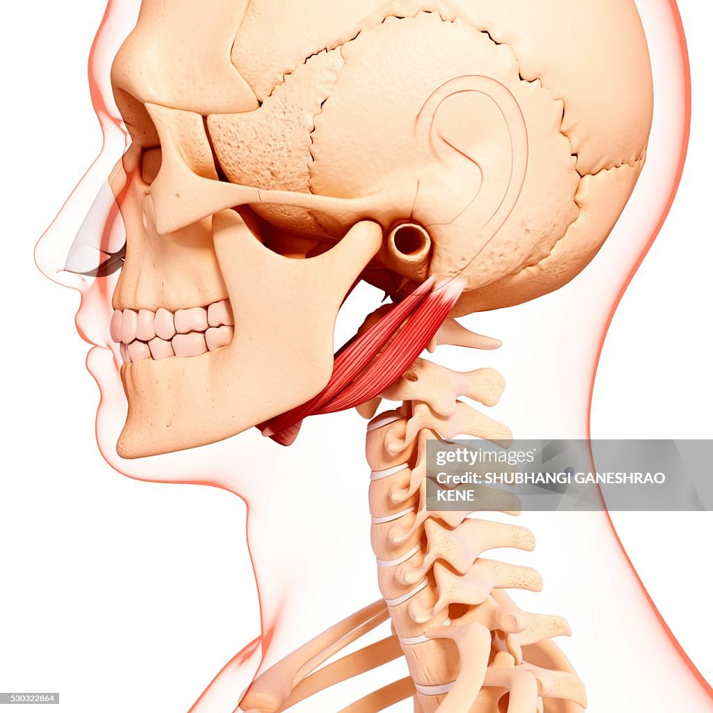 Human neck musculature, computer artwork.