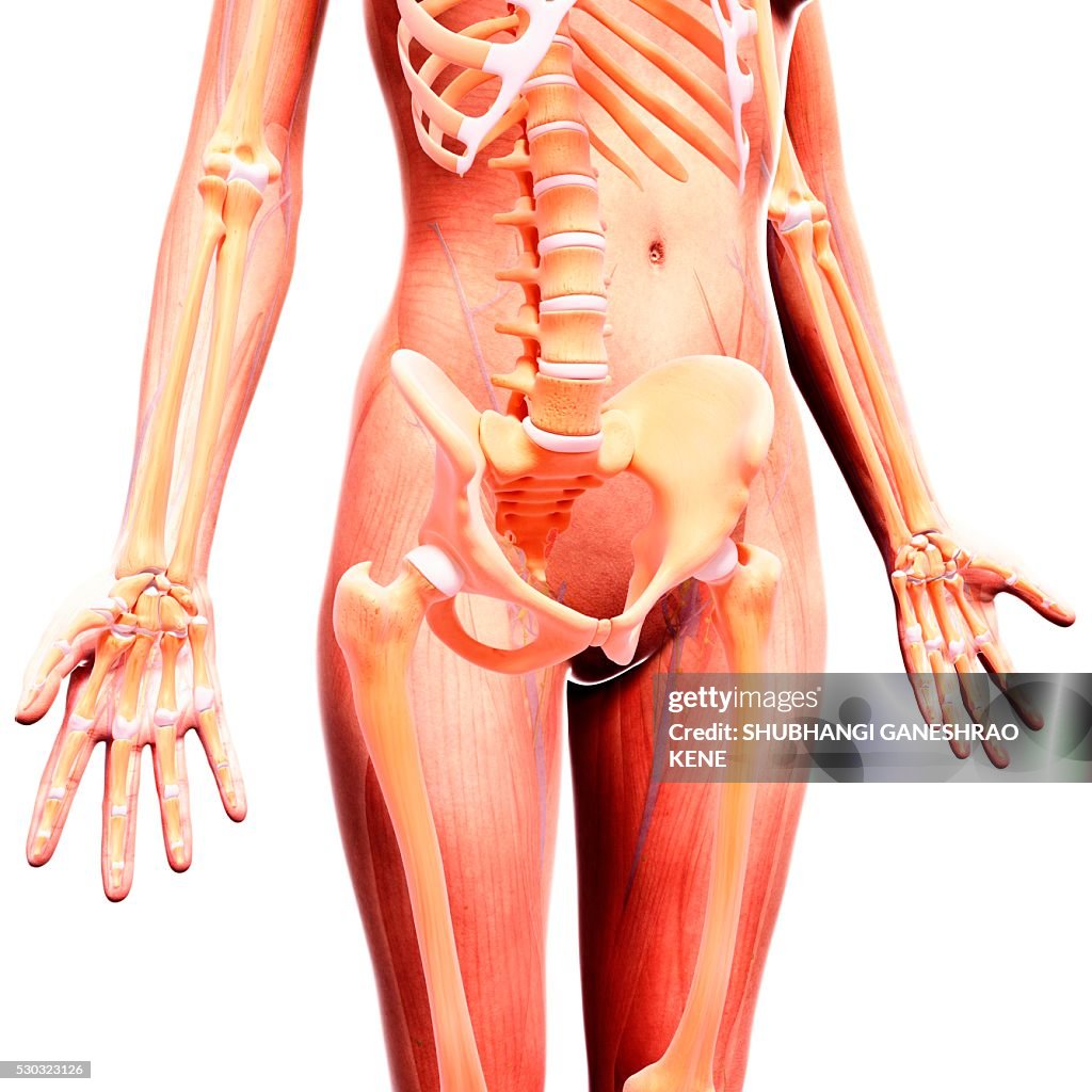 Human skeleton, computer artwork.