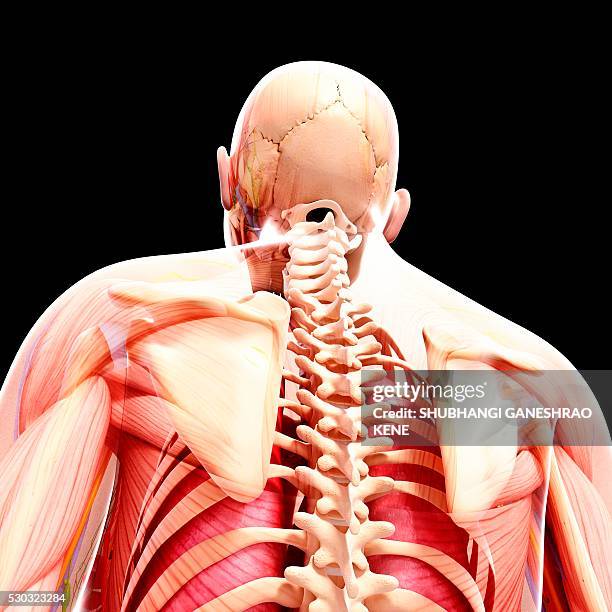 Back Photos 622 Human Anatomy Organs Back View Stock Photos, High-Res Pictures, and ...