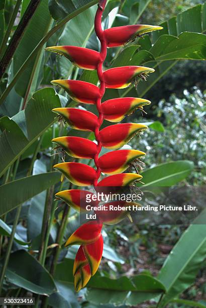 heliconia flowering plant, jamaica - hawaiian heliconia stock pictures, royalty-free photos & images
