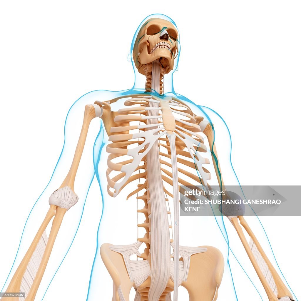 Human skeleton, computer artwork.
