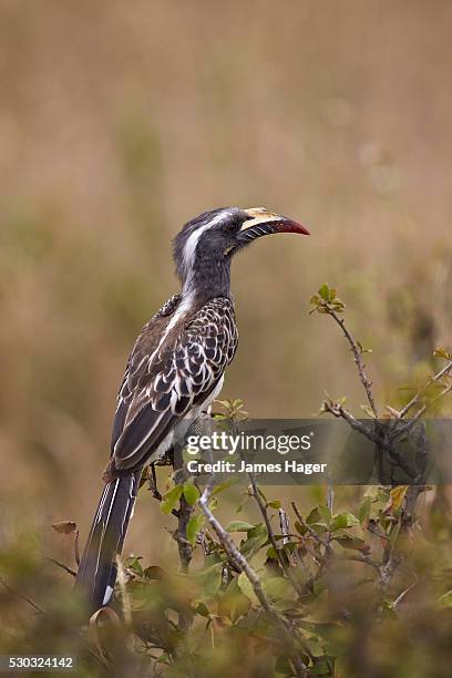 african grey hornbill or african gray hornbill (tockus nasutus), female, serengeti national park, tanzania - african grey hornbill stock pictures, royalty-free photos & images