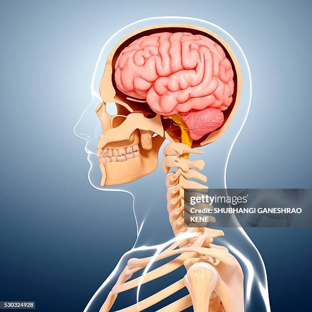 human anatomy, computer artwork. - spinal cord cross section stock pictures, royalty-free photos & images