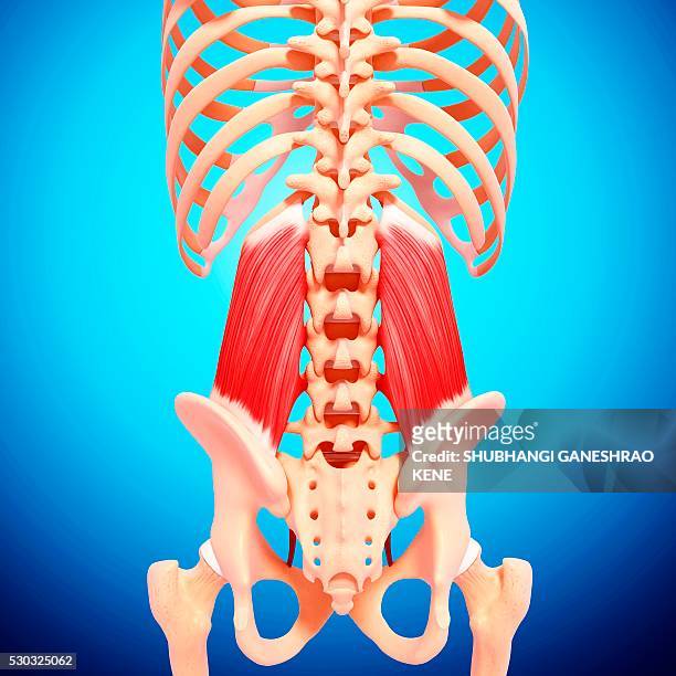 human musculature, computer artwork. - hip body part stock pictures, royalty-free photos & images