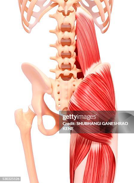 human musculature, computer artwork. - hip anatomy stock pictures, royalty-free photos & images