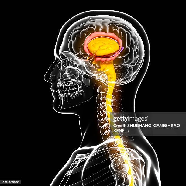 male brain, computer artwork. - hypothalamus stock pictures, royalty-free photos & images