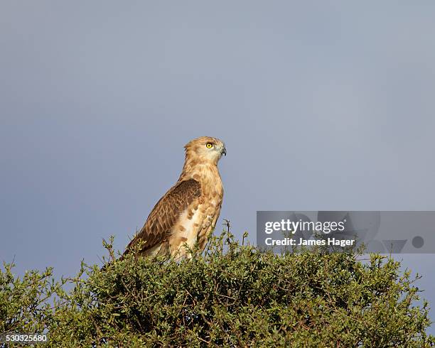 black-breasted snake eagle or black-chested snake eagle (circaetus pectoralis), immature, kgalagadi transfrontier park (encompasing the former kalahari gemsbok national park), south africa - black chested snake eagle stock pictures, royalty-free photos & images