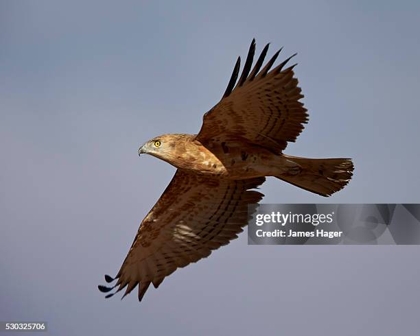 black-breasted snake eagle or black-chested snake eagle (circaetus pectoralis) in flight, immature, kgalagadi transfrontier park (encompasing the former kalahari gemsbok national park), south africa - black chested snake eagle stock pictures, royalty-free photos & images