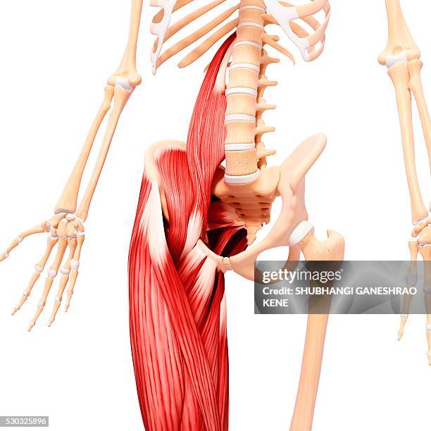 human musculature, computer artwork. - menschlicher muskel stock-fotos und bilder