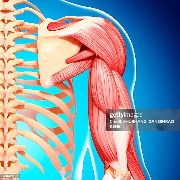 human arm musculature, computer artwork. - scheletro foto e immagini stock