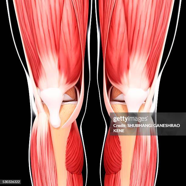 human leg musculature, computer artwork. - tibialis anterior muscle stockfoto's en -beelden