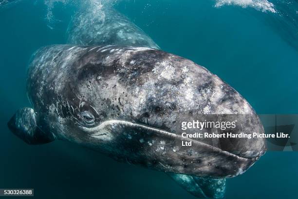 california gray whale, eschrichtius robustus, mother and calf underwater in san ignacio lagoon, baja california sur, mexico - grey whale stock pictures, royalty-free photos & images