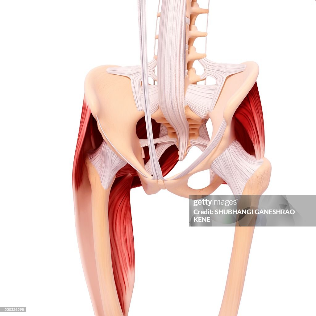 Human hip musculature, computer artwork.