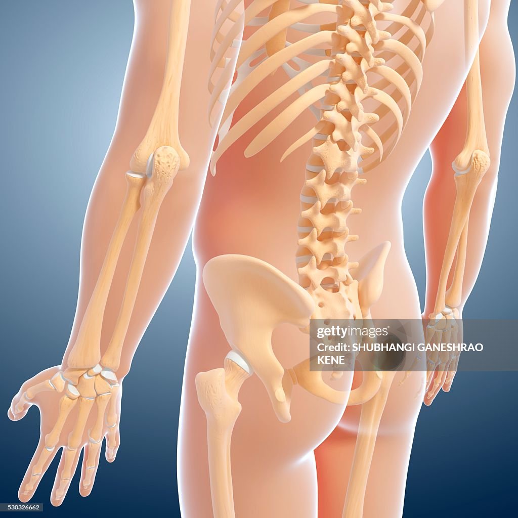 Human skeleton, computer artwork.