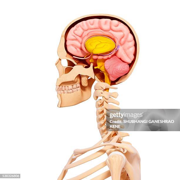 human anatomy, computer artwork. - hypothalamus stock pictures, royalty-free photos & images