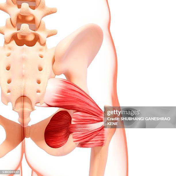 human hip musculature, computer artwork. - hip body part 個照片及圖片檔