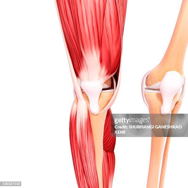 human leg musculature, computer artwork. - tibialis anterior muscle stockfoto's en -beelden