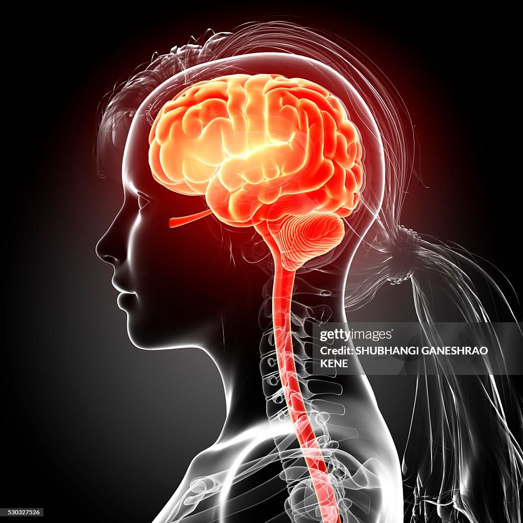 Female brain, computer artwork.