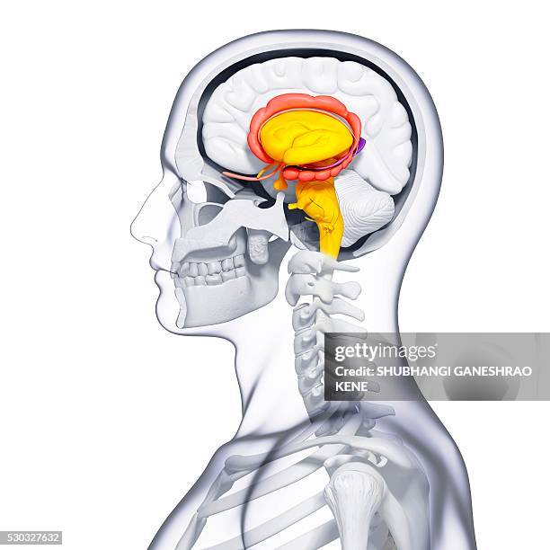 male brain, computer artwork. - fornix fotografías e imágenes de stock