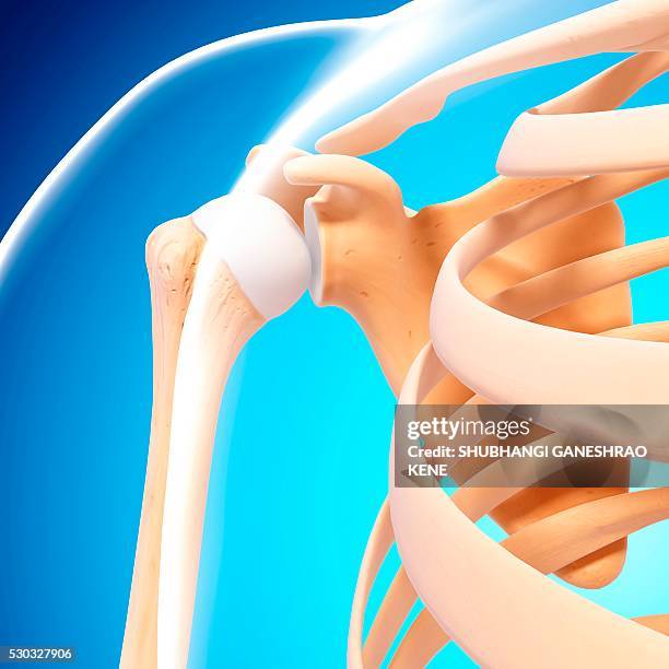 6,852 Rib Cage Anatomy Stock Photos, High-Res Pictures, and Images ...