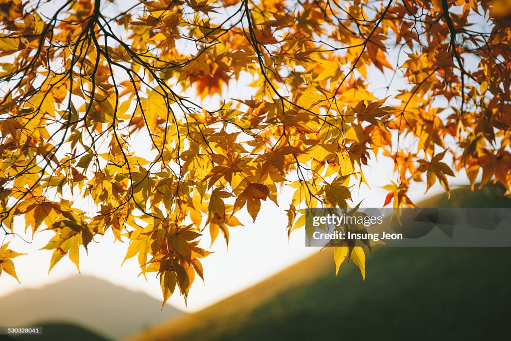 Daereungwon Tombs in Autumn