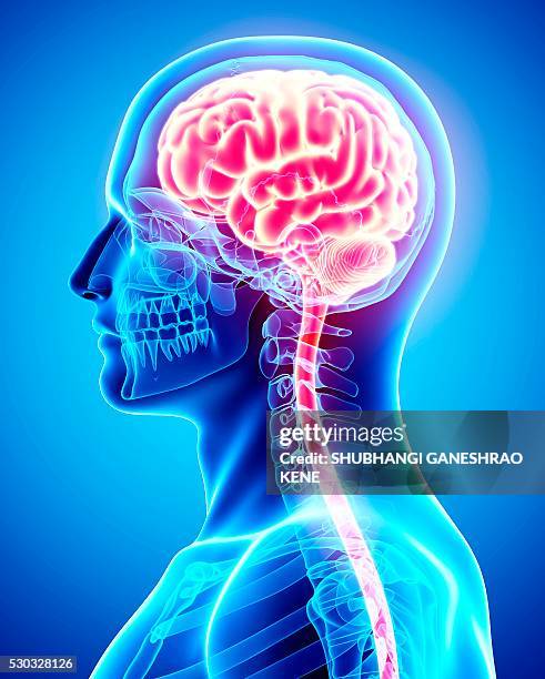 Human Brain Computer Artwork High-Res Stock Photo - Getty Images