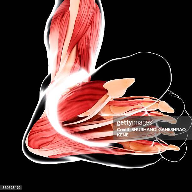 Extensor Aspect Leg 219 Extensor Stock Photos, High-Res Pictures, and Images - Getty Images